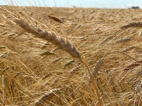beautiful woman walks in a field with ears, takes pictures in a wheat field
