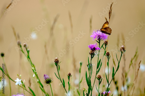 Kornblume mit Schmetterling