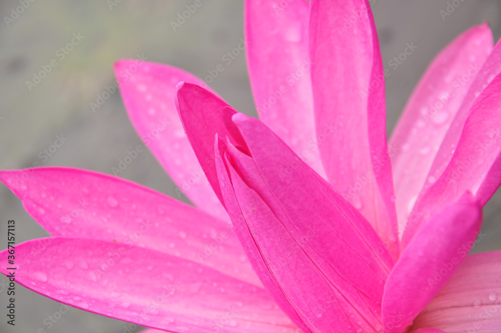 Close up shot of pink Water Lily in selective focus on center patels