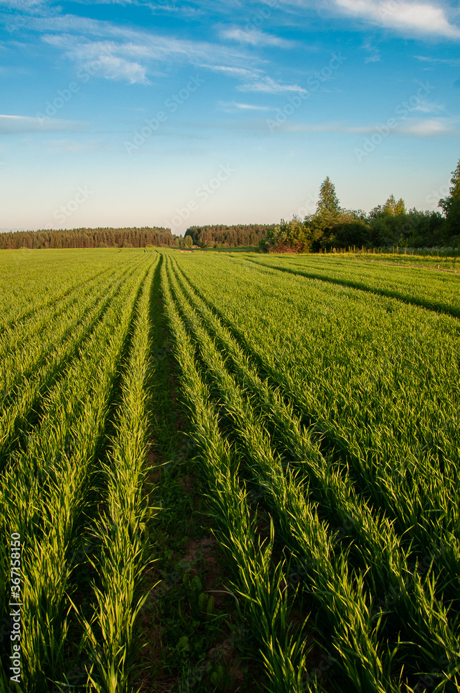 Young green grass grows in the field. View between rows with the Sun shining on a spring day.Trees in the background, blue sky