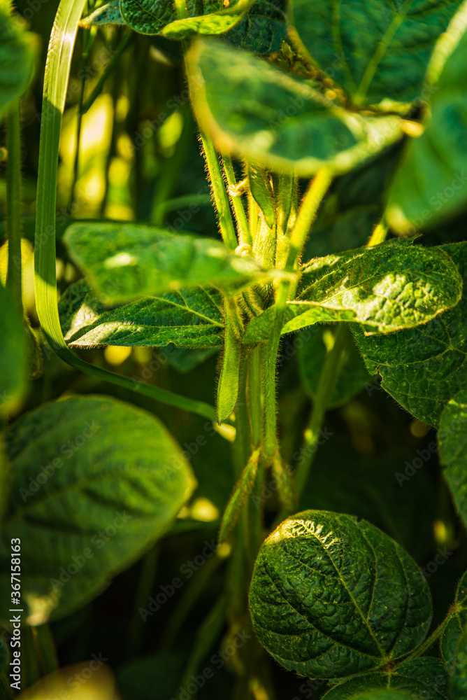 Closeup of green leaves of soybean plant Closeup of green leaves of soybean plant