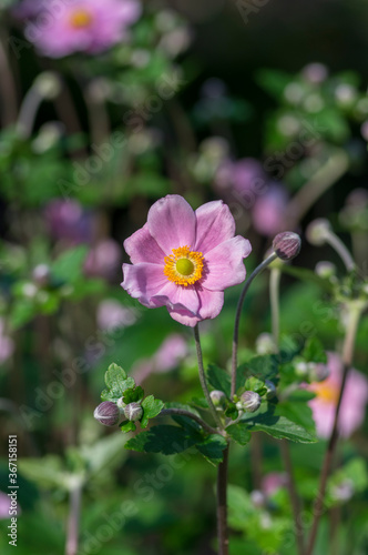 Anemone hupehensis japonica beautiful flowerin plant, flowers with pale pink petals and yellow center in bloom