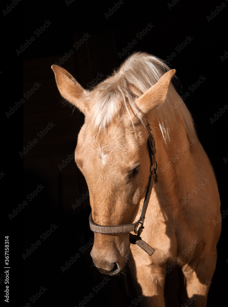 Fototapeta premium palomino horse portrait
