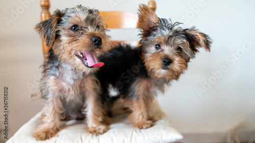 Black and white portrait of two Yorkshire terrier puppy brothers, one biting his brother's ear, while the latter observes the viewer