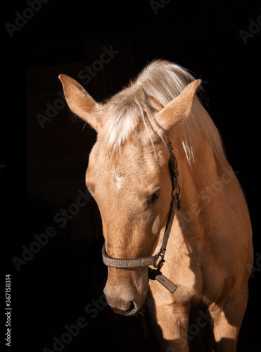 palomino horse portrait