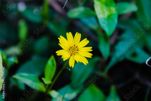 yellow flower in the garden