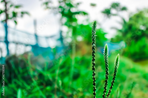 wheat field in the morning