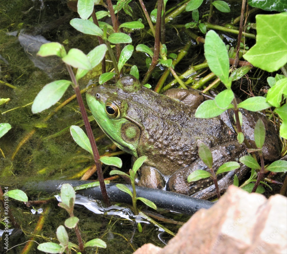 Fototapeta premium Close up of an American Bullfrog hiding within plants on the edge of a man-made pond