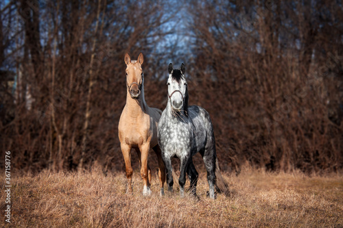 palomino and gray horses in the field