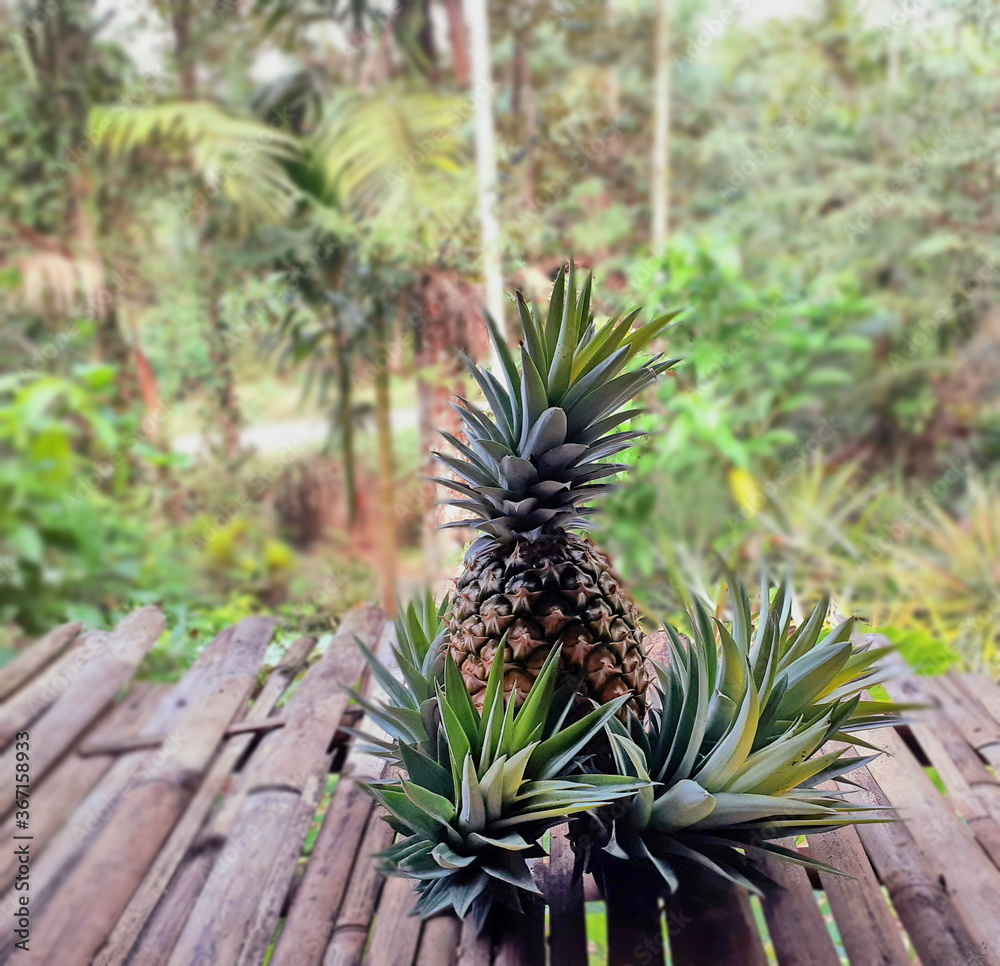 Ripe pineapple and spigot stuck around the result, laid on an old bamboo table among a garden, by green plants in blurred background, with tropical orchard in countryside, Thailand. Ripe pineapple and spigot stuck around the result, laid on an old bamboo table among a garden, by green plants in blurred background, with tropical orchard in countryside, Thailand.