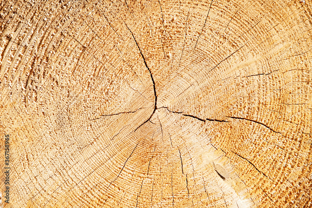 Fototapeta premium Cross section of a tree