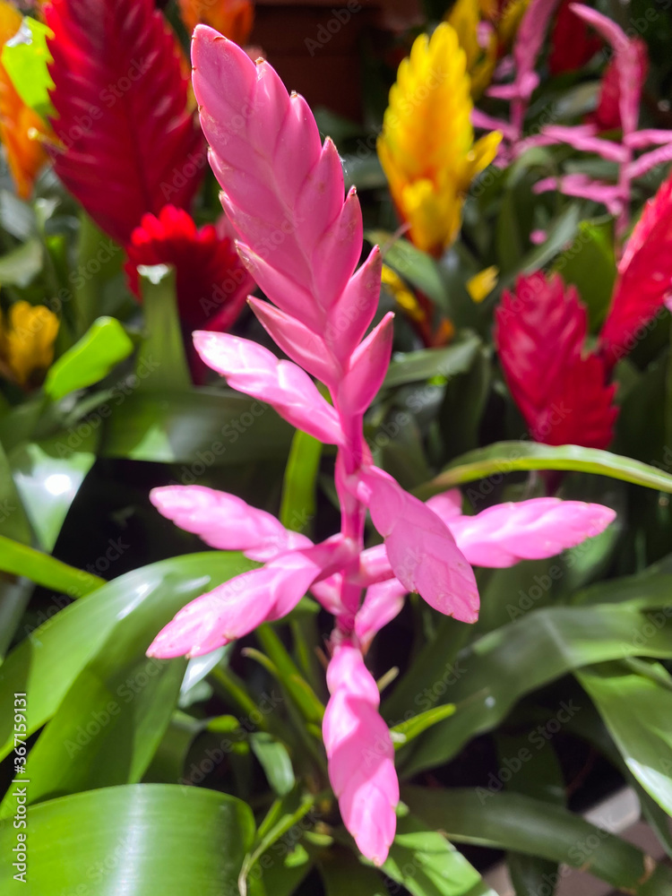 Closeup of isolated tropical plant (vriesea cultivar) with shiny pink blossom and green leaves Closeup of isolated tropical plant (vriesea cultivar) with shiny pink blossom and green leaves