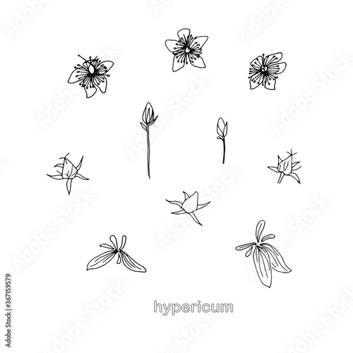 St. John's wort medicinal herb set. Monochrome flowers leaves hand drawn ink illustration for web, for print