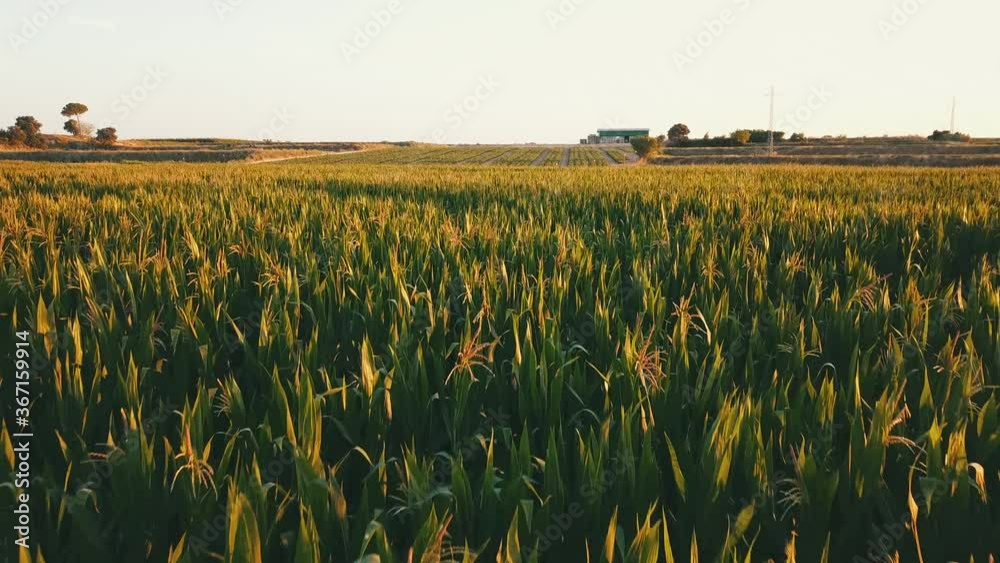 Campo de trigo en verano al atardecer