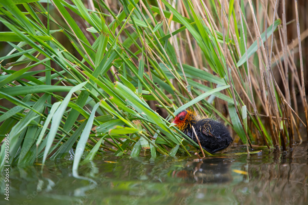 Blesshuhn mit Küken im Schilf Blesshuhn mit Küken im Schilf