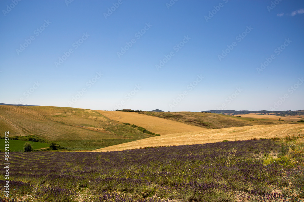 Hill in the Tuscan countryside with lavender and wheat