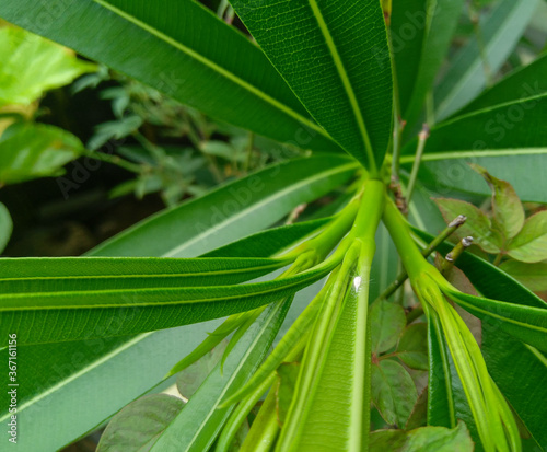 tropical palm tree, closeup of green leaves plant, nature photography