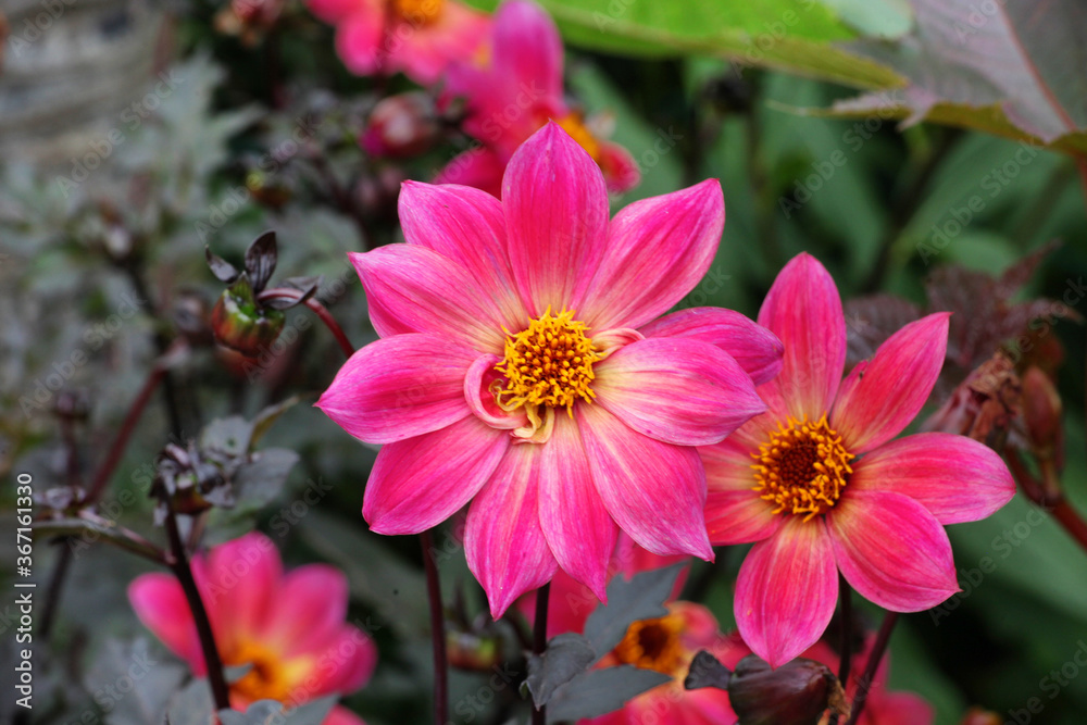 Obraz premium Pink single 'Twyning's Revel' Dahlia in flower