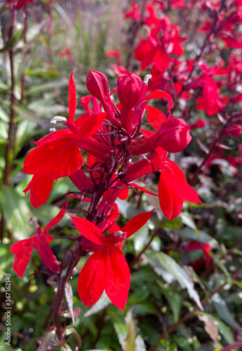 Top view closeup of isolated beautiful red bush flowers (lobelia cardinalis speciosa) with green leaves