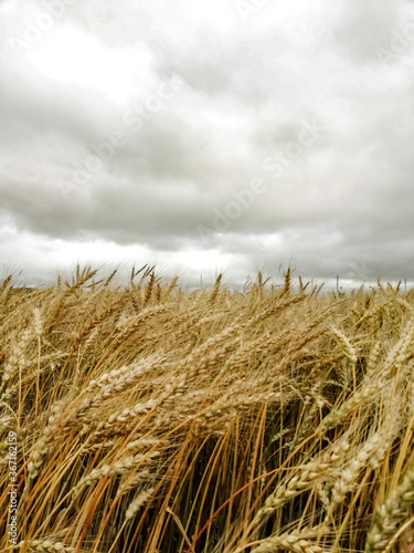 Wheat field