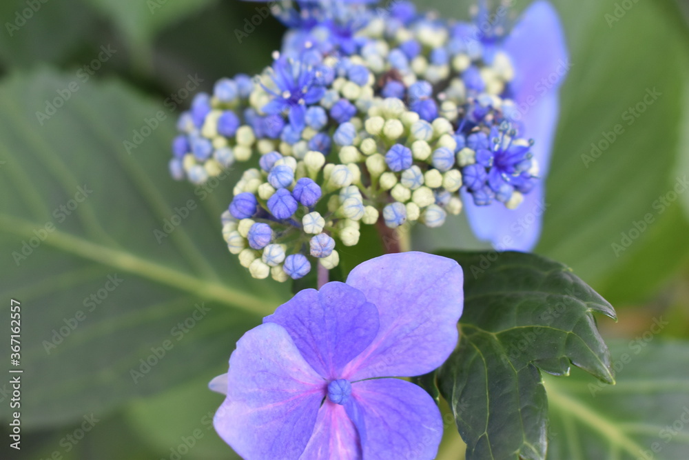 The flowery grace of the hydrangea in Sapporo Japan The flowery grace of the hydrangea in Sapporo Japan