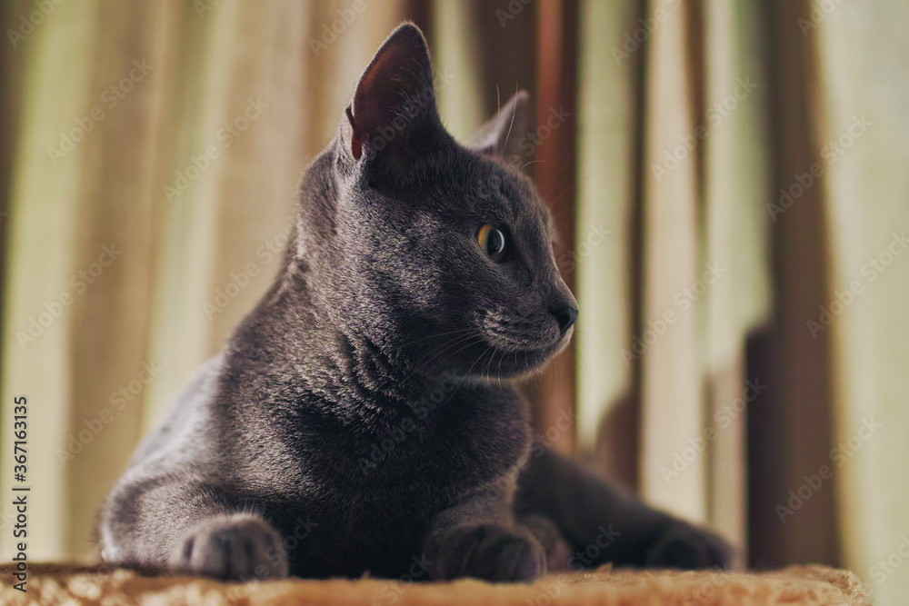 Close-up of a purebred russian blue cat at home