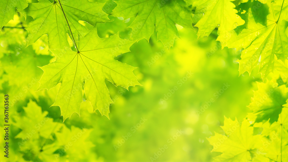 Summer spring landscape, banner - view of the maple leaves on the branches in the deciduous forest on a sunny day, closeup, with space for text Summer spring landscape, banner - view of the maple leaves on the branches in the deciduous forest on a sunny day, closeup, with space for text