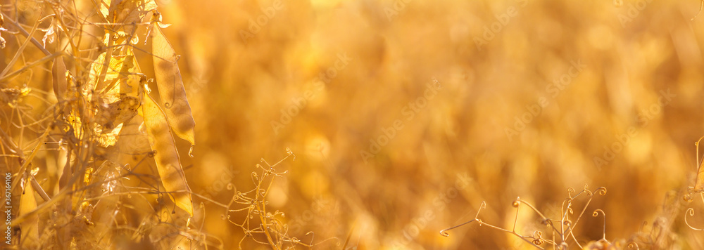 Rural landscape, banner - pea field in the rays of the summer sun, closeup with space for text - obrazy, fototapety, plakaty 