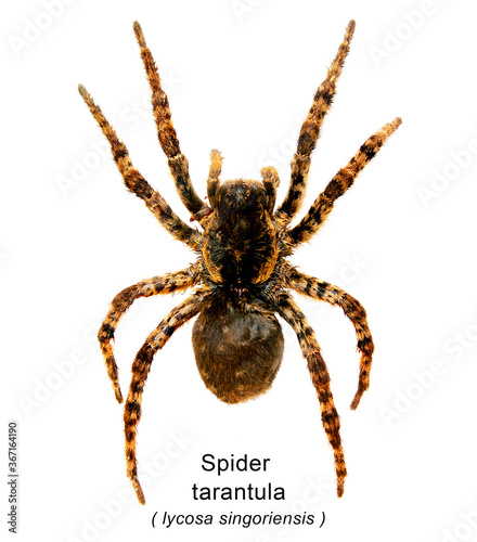 Spider a tarantula
