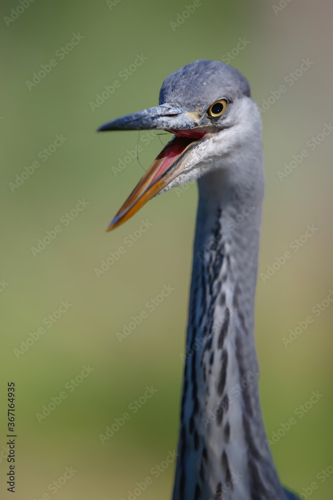 Grey heron portrait .The heron was hunting for food in a pond in the forest in the Netherlans. Green background.