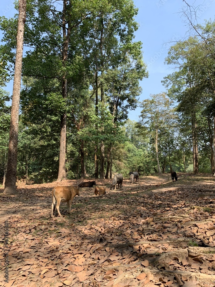 Vaches dans la forêt à Kong Lor, Laos Vaches dans la forêt à Kong Lor, Laos