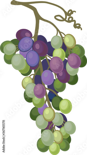 Unripe bunch of grapes isolated on white background
