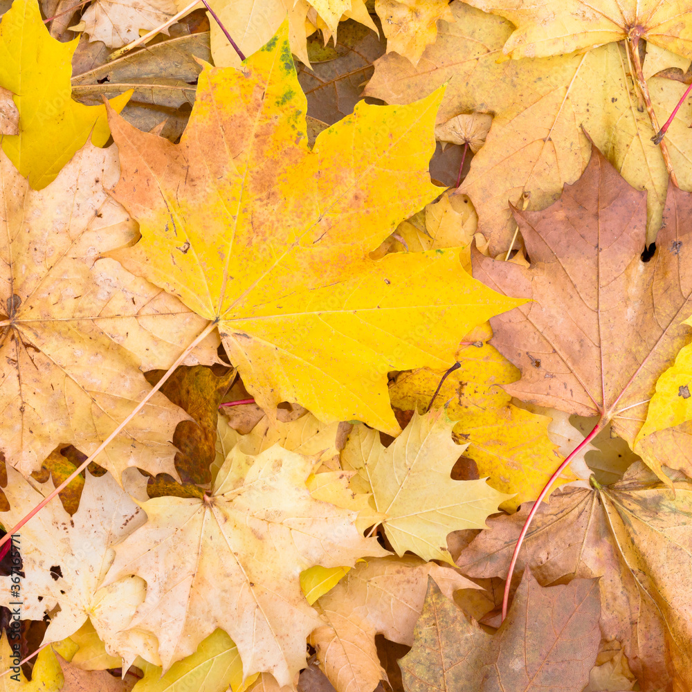 Autumn leaves background, sycamore maple leaf in fall