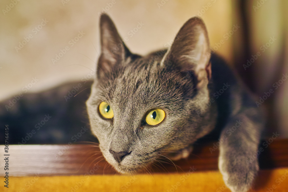 Close-up of a purebred russian blue cat at home