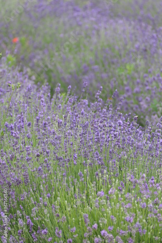Lavendelfeld