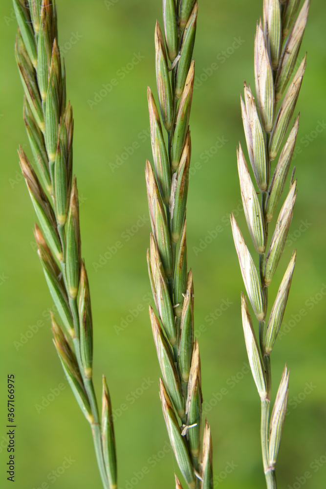 In the meadow growing cereal plant couch grass (Elymus repens) In the meadow growing cereal plant couch grass (Elymus repens)