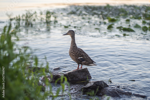 The mallard duck female Stands by the water in its natural habitat.
