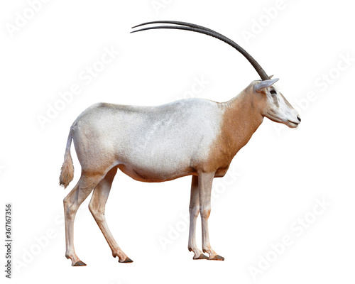 Scimitar-horned Oryx ,Oryx Standing with his head on horn sword  side view isolated on white background. This has clipping path.    © Sanit