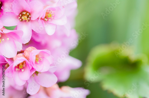 Bergenia cordifolia, elephants ears or pigsqueak plant photo