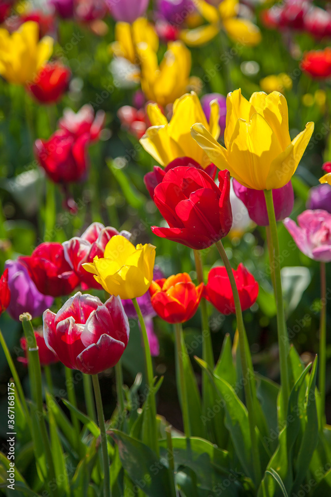 Close up of colorful tulip fields near Woodburn, Oregon.