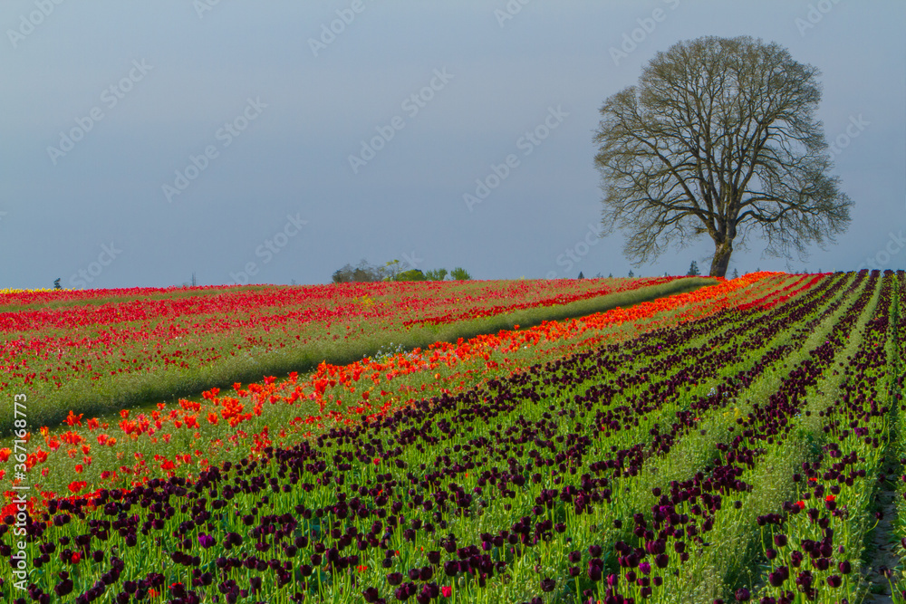 Tulip fields and a lone oak tree located near Woodburn, Oregon
