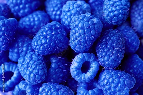 Fresh sweet blue raspberry texture pattern background. Raspberry fruit pile background. Selection of freshly picked ripe organic blue raspberry background. Delicious first class blue raspberries heap
