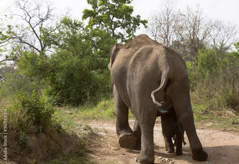 Asiatic elephant gurading her calf while walking at Jim Corbett Wildlife National park