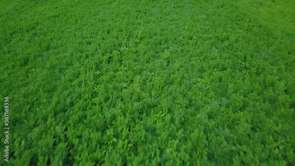 Textura de hierba verde levantar por drone. 4k