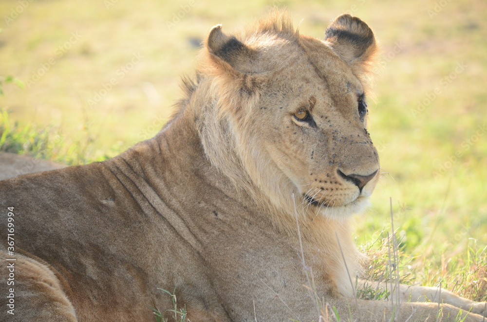 Lioness on the grass Lioness on the grass