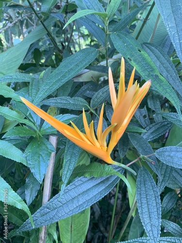Fleur tropicale orange à Luang Prabang, Laos