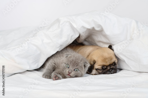 Little cute pug puppy sleeping at home under a blanket next to a fluffy gray kitten all in white