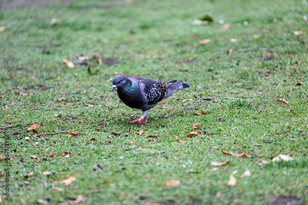 Fototapeta premium Pigeon walking on the grass in park