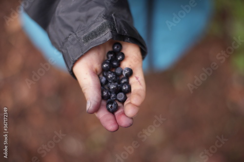 child hand, berries