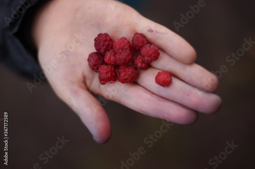 child hand, berry
